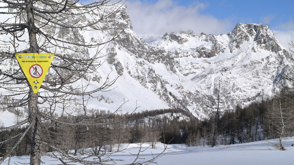 Devero:tra Cazzola, Misanco e Buscagna zone di tranquillità per il Fagiano di monte